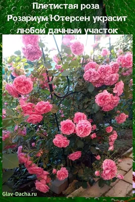 Роза плетистая розариум ютерсен: вдохновение для создания собственного сада