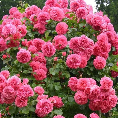 Фотография розы плетистой розариум ютерсен: прекрасный выбор для вашего сада