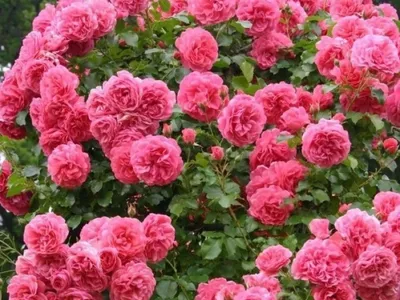 Фото розы плетистой розариум ютерсен: выберите идеальный размер изображения