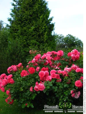 Восхитительное фото розы плетистой розариум ютерсен - идеальная декорация для вашего сада