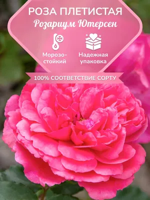 Фотография розы плетистой розариум ютерсен: выберите формат для скачивания