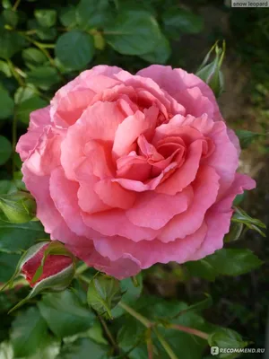Роза плетистая розариум ютерсен: уникальное сочетание красоты и изящества