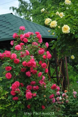 Удивительная плетистая роза розариум ютерсен на качественном изображении