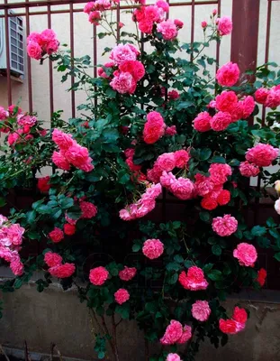 Фотография розы плетистой розариум ютерсен: выберите формат, который вам нужен