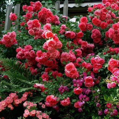 Картина розы плетистой розариум ютерсен: воплощение изысканности и элегантности