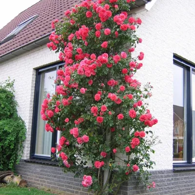 Фото розы плетистой розариум ютерсен: выберите размер, который идеально подойдет для вас