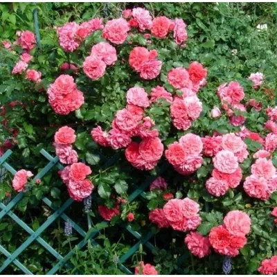 Великолепная роза плетистая розариум ютерсен на вашем фото