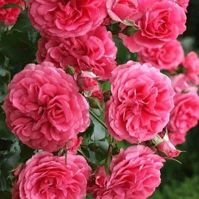 Фото розы плетистой розариум ютерсен для вдохновения идеальным садом