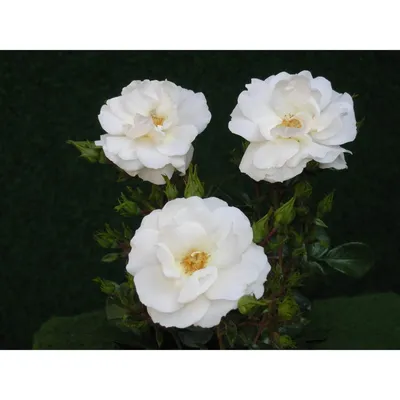 Изображение плетистой розы уайт санрайз в формате png