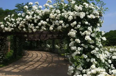 Изображение розы уайт санрайз с возможностью выбора формата
