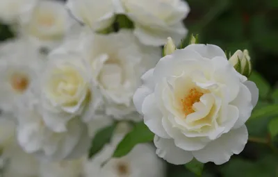 Фотка розы уайт санрайз с опцией выбора размера