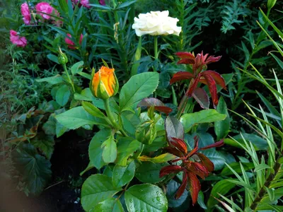 Фото растения плетистая роза уайт санрайз в формате webp