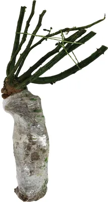 Изображение плетистой розы уайт санрайз для использования в дизайне