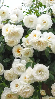 Загрузка фотографии плетистой розы уайт санрайз в формате webp
