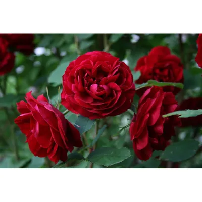 Фото розы уайт санрайз с возможностью выбора размера