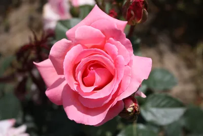 Загруженное фото розы уайт санрайз в формате webp