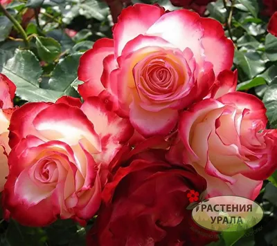 Роза уайт санрайз - красивое фото растения