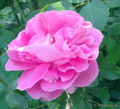 Фото розы уайт санрайз с опцией выбора размера