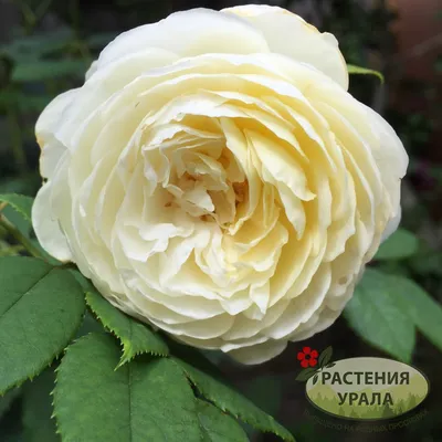 Красивая фотография плетистой розы уайт санрайз