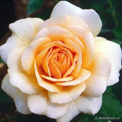 Изображение розы уайт санрайз в формате png для загрузки