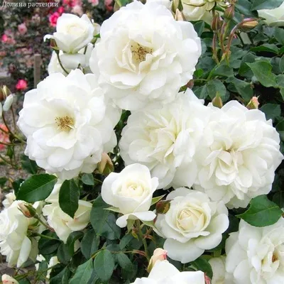 Загруженное фото розы уайт санрайз в формате webp