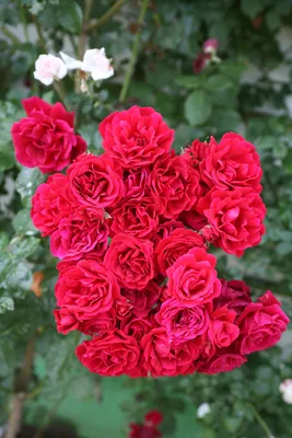 Фото розы уайт санрайз: выбор формата для скачивания