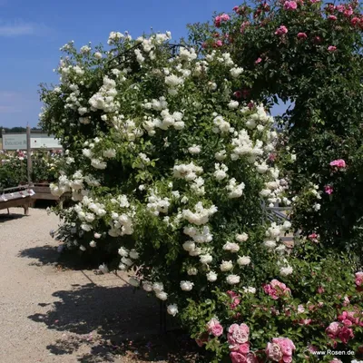 Фотография плетистой розы уайт санрайз для использования в дизайне