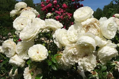 Фотка розы уайт санрайз в высоком разрешении
