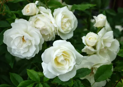 Изображение плетистой розы уайт санрайз в высоком качестве