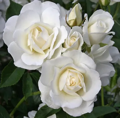 Фотка плетистой розы уайт санрайз в разных форматах