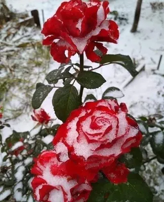 Роза под снегом в формате jpg