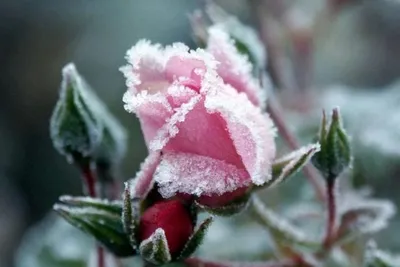 Картинка розы под снегом для скачивания