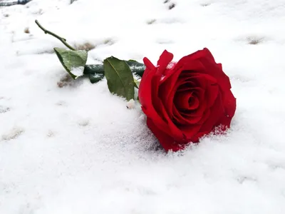 Роза под снежным одеялом на фото