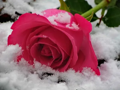 Фото розы, скрытой под слоем снега