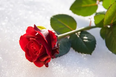 Фото розы, погруженной в зимнюю атмосферу