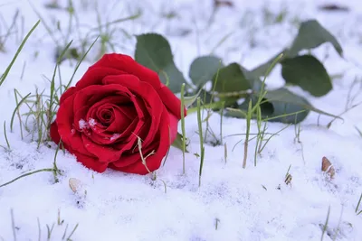 Картинка розы, предстающей перед вами под снегом