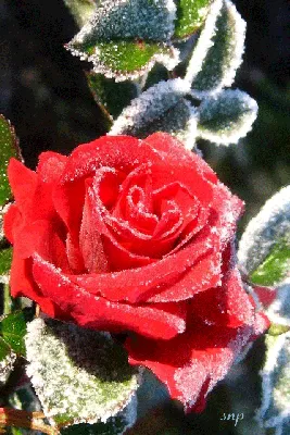 Изображение розы, обрамленной снежным покрывалом