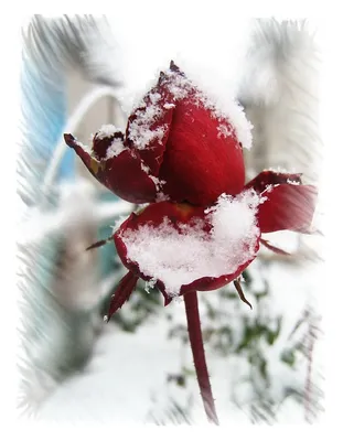 Фотография розы, украшенной белыми лепестками