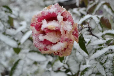 Роза под снегом на фото в формате jpg