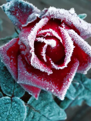 Картинка розы под снегом для скачивания в png