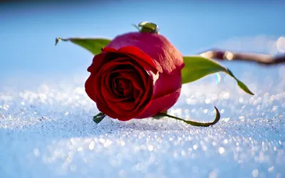 Фотография розы под снегом в формате webp