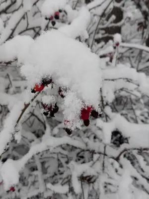 Изображение розы под снегом в формате jpg