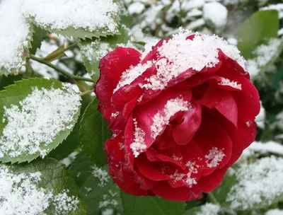 Фото розы под снегом для загрузки в png