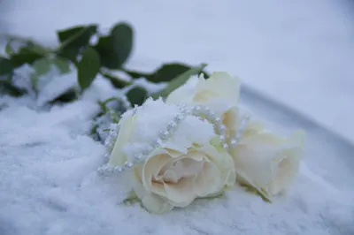 Фотка розы, покрытой снегом, в формате webp
