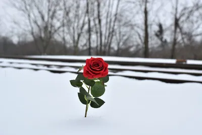Картинка розы снежной красоты для скачивания в webp