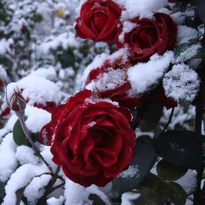 Изображение розы под снегом в формате png