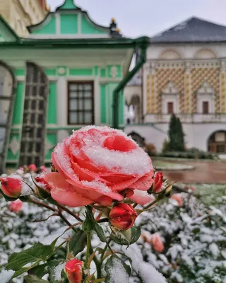 Изображение розы, украшенной снежинками, в формате png