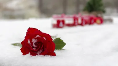 Фото розы, скрытой под слоем снега, в формате jpg