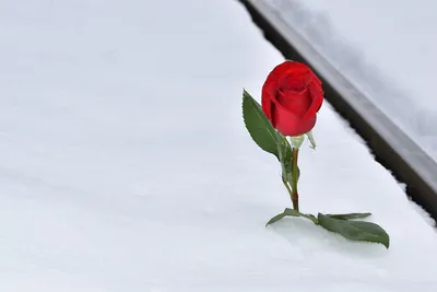 Фотка розы, испытавшей снегопад, в формате webp