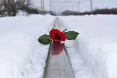Фотография розы снежной красоты в png